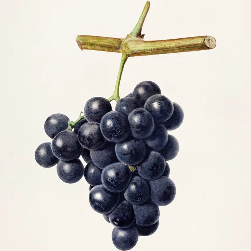 Black Grapes